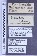 Etiketten zu Cardiophorus discolor (Schwarz, 1901) (NHMW-ZOO-COL-0006969)